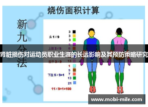 肾脏损伤对运动员职业生涯的长远影响及其预防策略研究 肾脏损伤对运动员职业生涯的长远影响及其预防策略研究